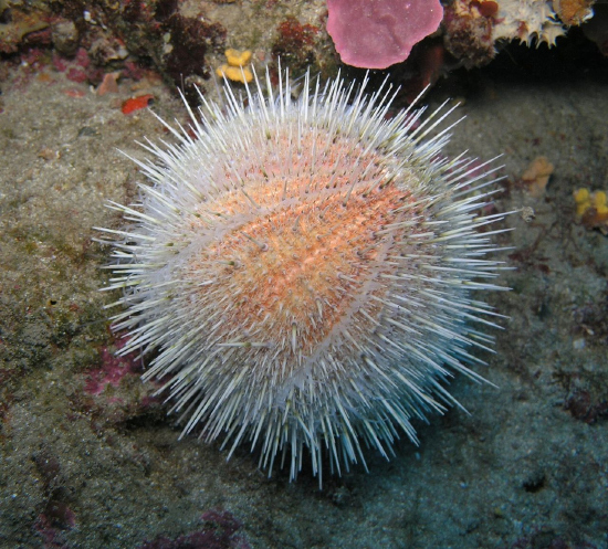  Echinus melo (Melon Sea Urchin)